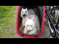 Erste längere Radtour mit meiner Saxonette und Beiwagen für Hunde von SamSam.