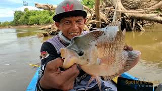 NGERI!!! gurame Besar Makin mengganas Lawan Joran Si pemancing Liar