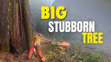 346. Big Stubborn Tree | Won’t Fall Over