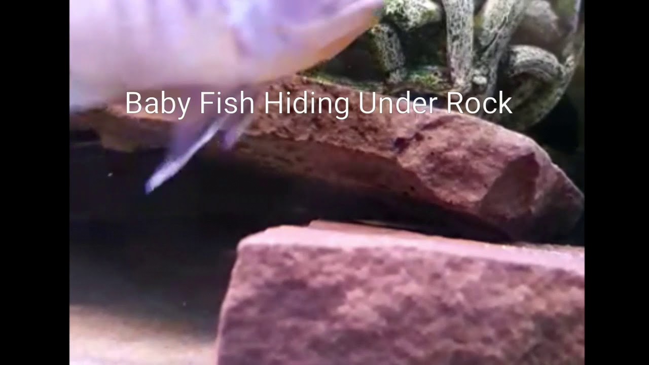 Fishthat Hide Under Rocks Baby Fish Cichlids Hiding Under Rock - YouTube