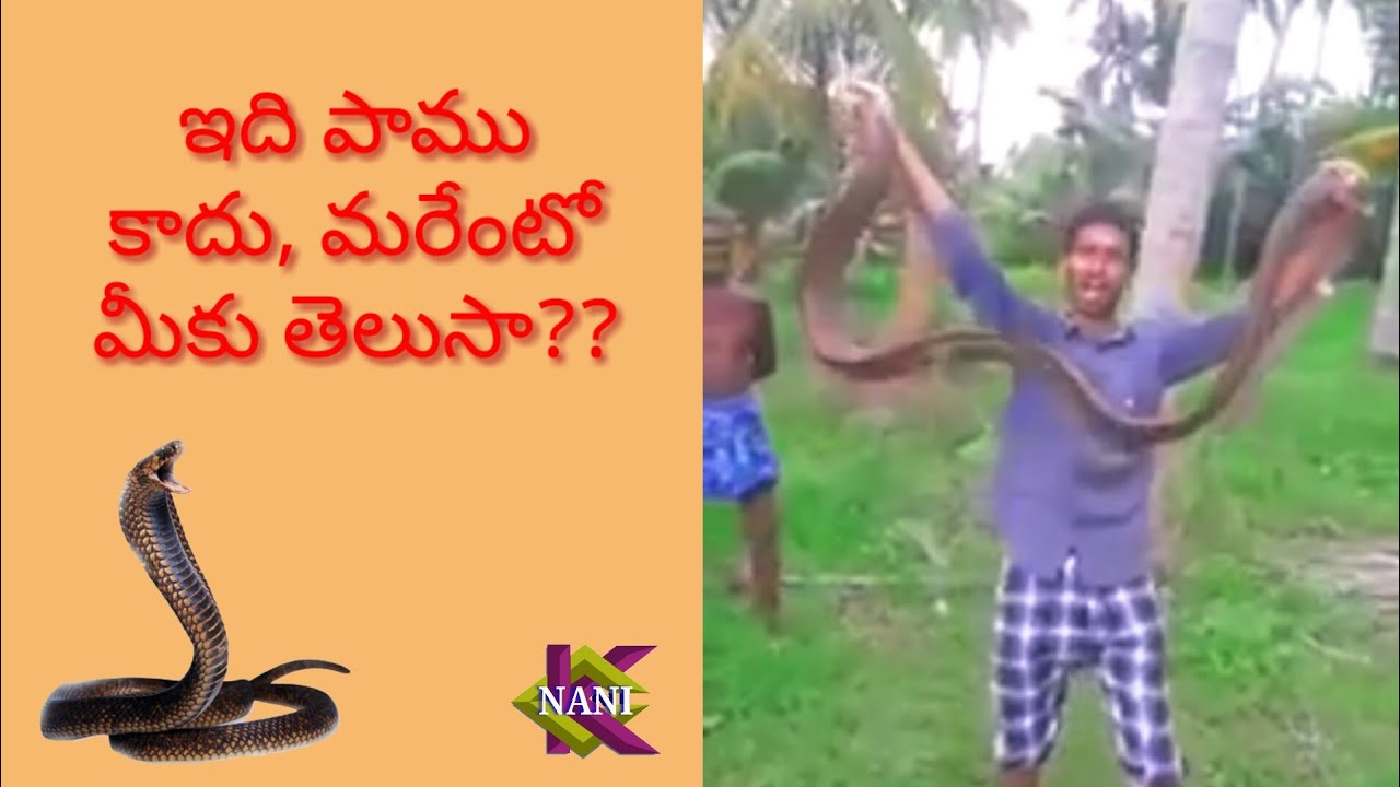 ఇది పాము కాదు, మరేంటో మీకు తెలుసా?? || This Is Not a Snake, Do You Know
