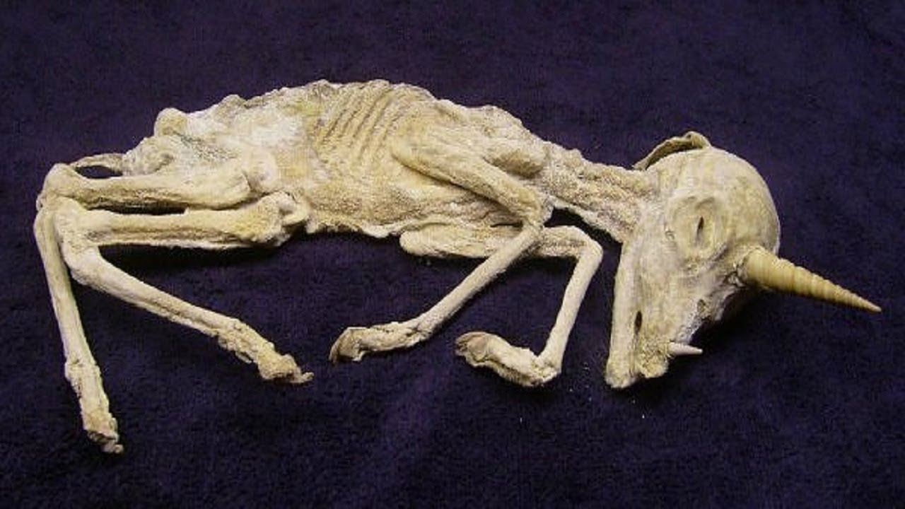 Fossil Found in Scottish Highlands Spark Speculation About Scotland's National Animal: The Unicorn | Nature World News