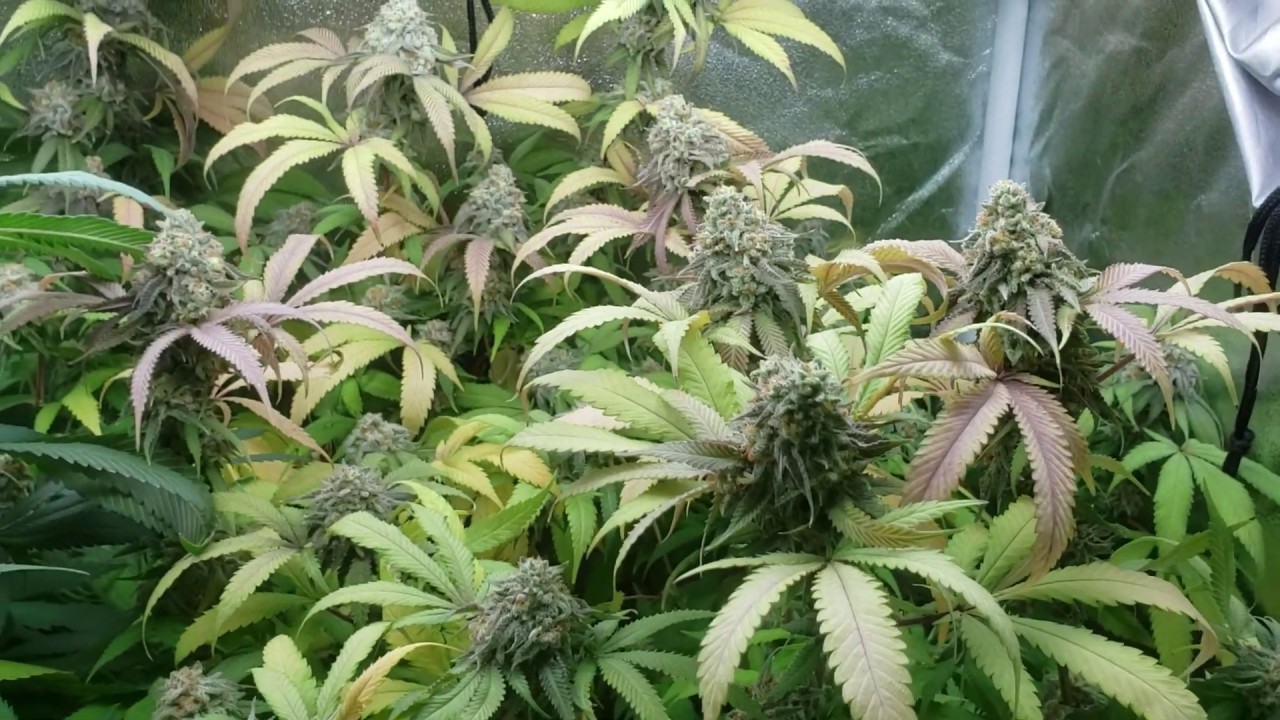 2x4 grow tent almost ready for harvest