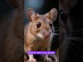 Story of a resilient mouse! #ai #cartoon #shorts #shortvideo #animation