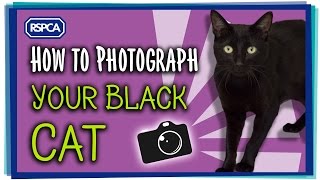 Somebody said black cats are hard to photograph for social media