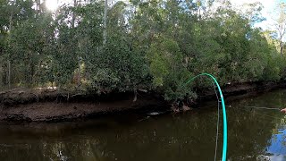 Mangrove jack fishing on surface zman frogs - frogs get the dogs!