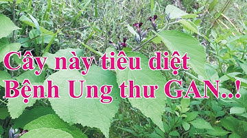 Thực hư cách sử dụng cây an xoa điều trị ung thư gan