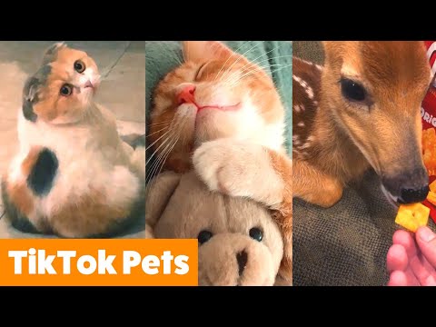 TOO CUTE! Silly Tik Tok Animals | Funny Pet Videos