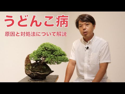 うどんこ病の原因と対策 Youtube