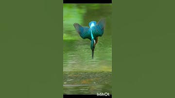 Kingfisher diving water catching fish