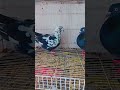 #new stock #sky roller#bird