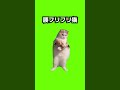 これ分かる?猫ミームクイズ!人気なmemeの音でテスト!catmeme!