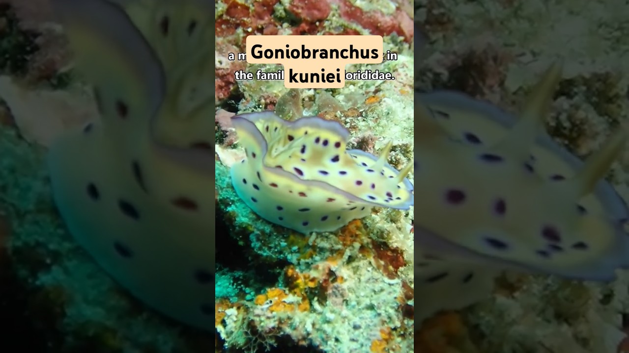 Goniobranchus kuniei 