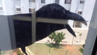 Giant Crow Wants In!!
