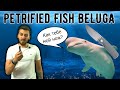 Удался ли дизайнерский дебют? - Обзор ножа Petrified Fish Beluga (PFP01) по дизайну NasHorn Knives