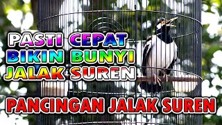 JALAK SUREN YANG BISA BIKIN JALAK SUREN LAIN IKUT BUNYI koar koar #jalaksuren