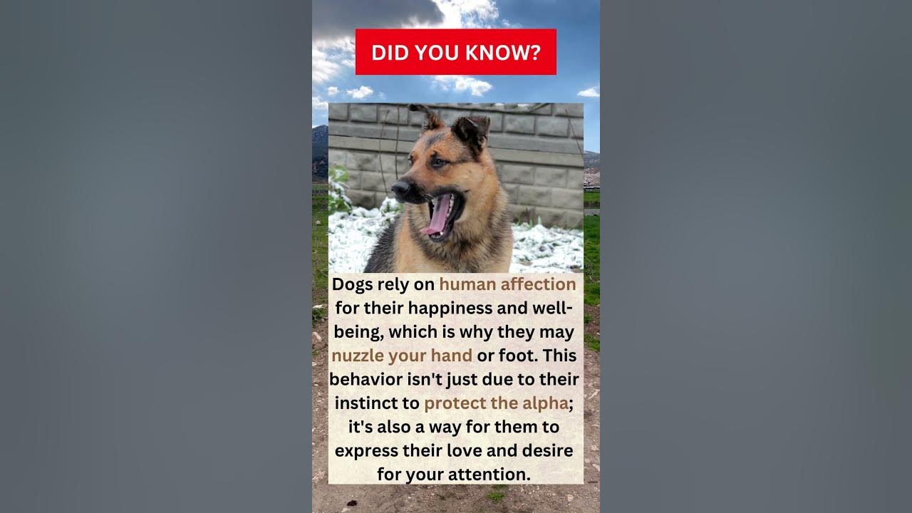 Why do dogs rest their chin on you? YouTube