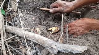 Crabs digging in the hole,