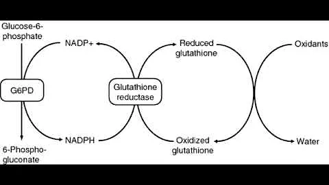 Glucose 6 Phosphate Dehydrogenase Deficiency (G6PD)