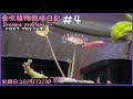 食虫植物栽培日記 Drosera prolifera＃4《ドロセラ》