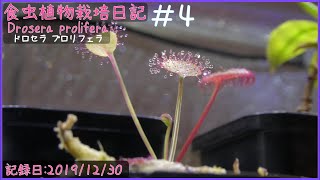食虫植物栽培日記 Drosera prolifera＃4《ドロセラ》