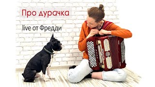 Про дурачка - ГО в исполнении Фредди