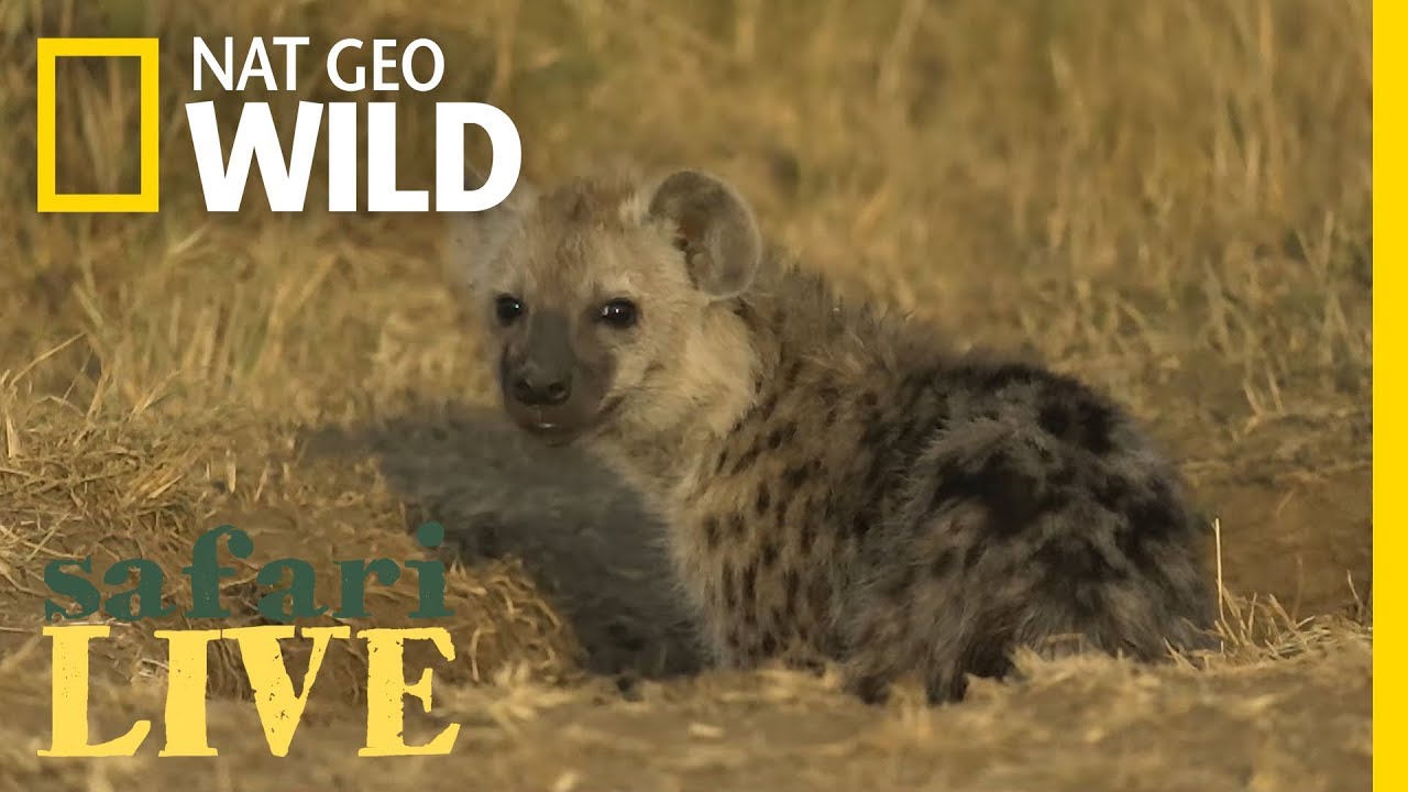 nat geo wild logo Hyenas: These Top Predators Are No Laughing Matter | Nat Geo Wild