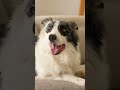 ¿Tu perro vomita amarillo? Veterinarios explican las causas