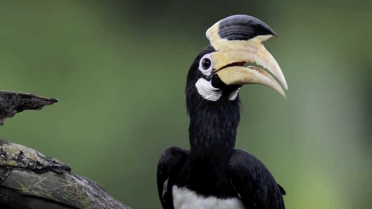Malabar Pied Hornbill 