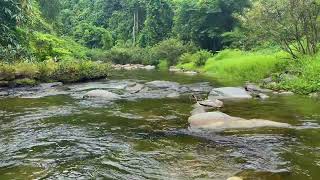 Go to Sleep with Stream Sounds | Beautiful Nature Sounds for Insomnia Symptoms  ASMR