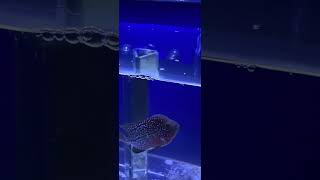 Meet my lola 🥰 #aquarium #flowerhorn #kamfa #newbie