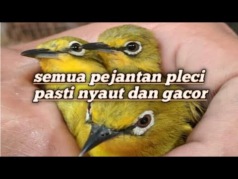 TERAPI PLECI PLUS SUARA PLECI BETINA SEMUA PLECI JANTAN PASTI NYAUT JADI GACOR