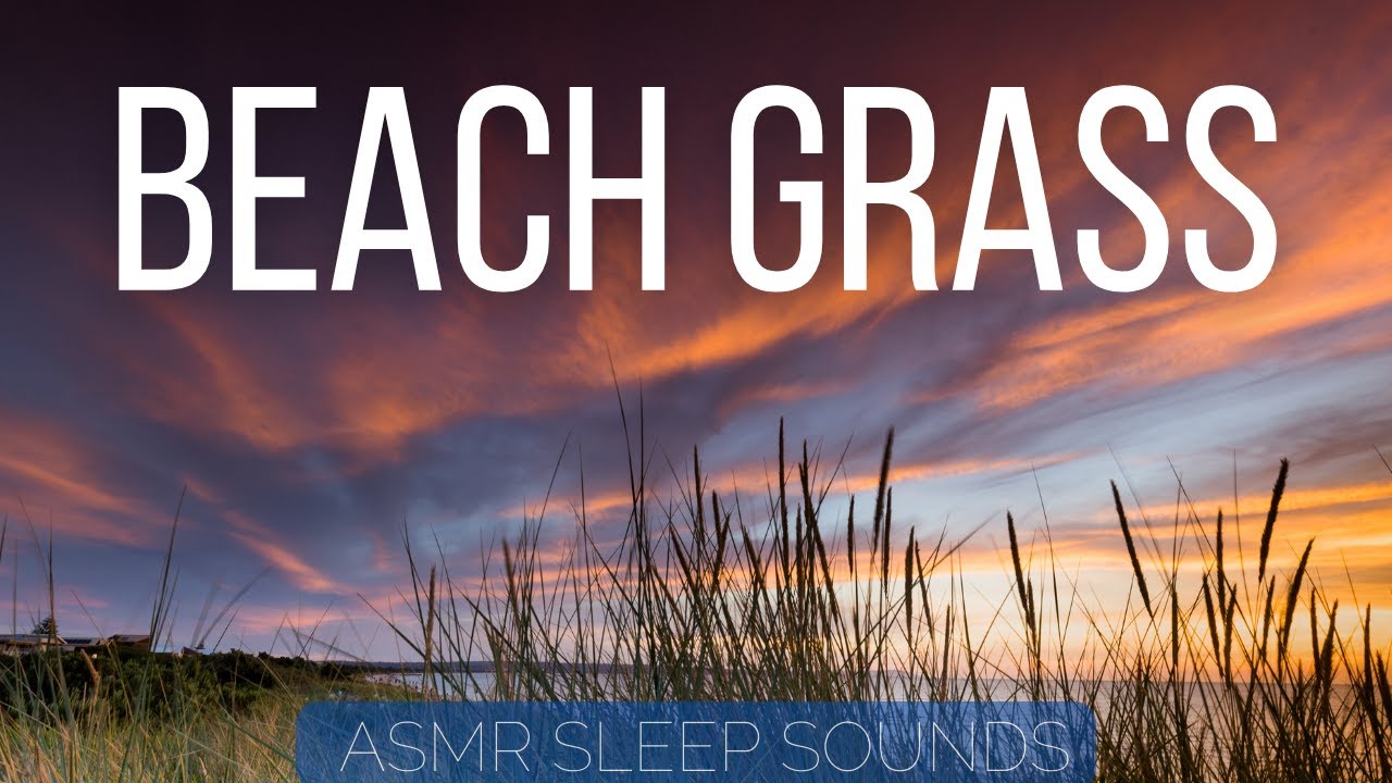 BEACH GRASS SOUNDS - 10 HOURS ASMR Soothing Wind Sounds with Ocean Breezes