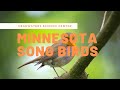 Minnesota Bird Calls