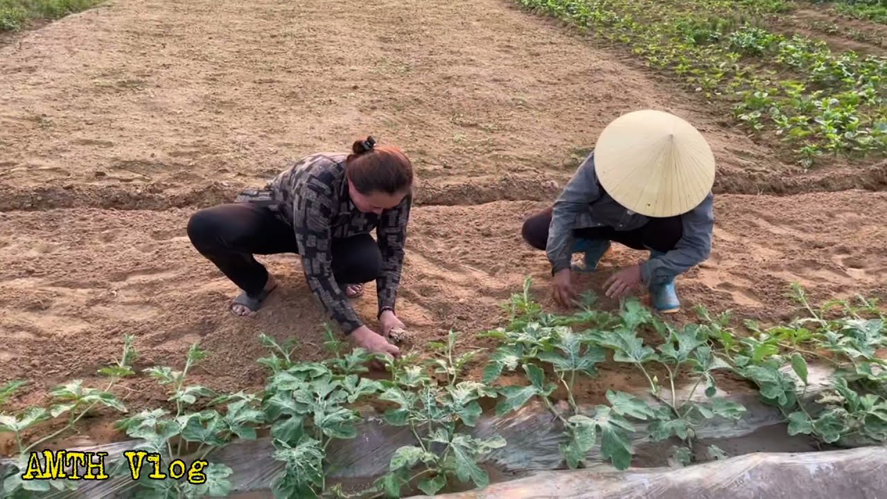 Tham quan ruộng dưa hấu 100 tấn lớn nhất miền Bắc dưa hấu to sắp thu hoạch