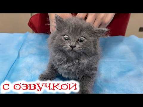 Приколы с котами! С ОЗВУЧКОЙ! СМЕШНЫЕ КОТЫ и собаки! Самые смешные животные!