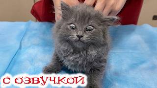 Приколы с котами! С ОЗВУЧКОЙ! СМЕШНЫЕ КОТЫ и собаки! Самые смешные животные! screenshot 3