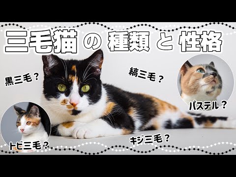 【三毛猫の特徴】三毛猫の模様は種類が豊富！｜毛色で分かる猫の性格