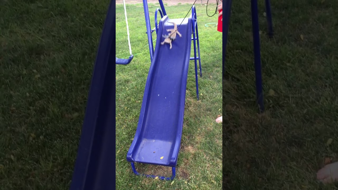 Walking your Bearded Dragon Beetle’s adventures