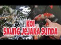 Review Kolam Koi Jejaka Sunda Mp3 - Mp4 Download