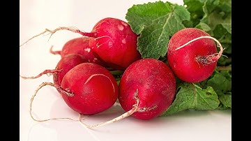 Your Daily Dose of Hebrew |  צנון - radish