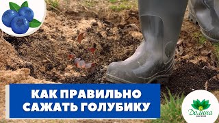 КАК ПРАВИЛЬНО ПОСАДИТЬ ГОЛУБИКУ? 🔥Весенняя посадка ГОЛУБИКИ 