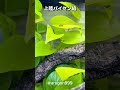 スケスケの赤ちゃん #ヒスイトビガエル #カエル