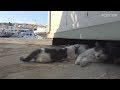 Aegean Cat TripⅡ, Day 4-Patmos (3) / エーゲ海ねこ旅Ⅱ 4日目-パトモス島(3)