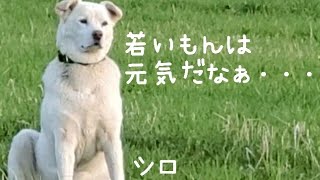 保護子犬・くま太とシーバ、ミメと大雪～2組で遊ぶ若犬たちを見守るシロおじさん🐶🎶(5/11撮影)