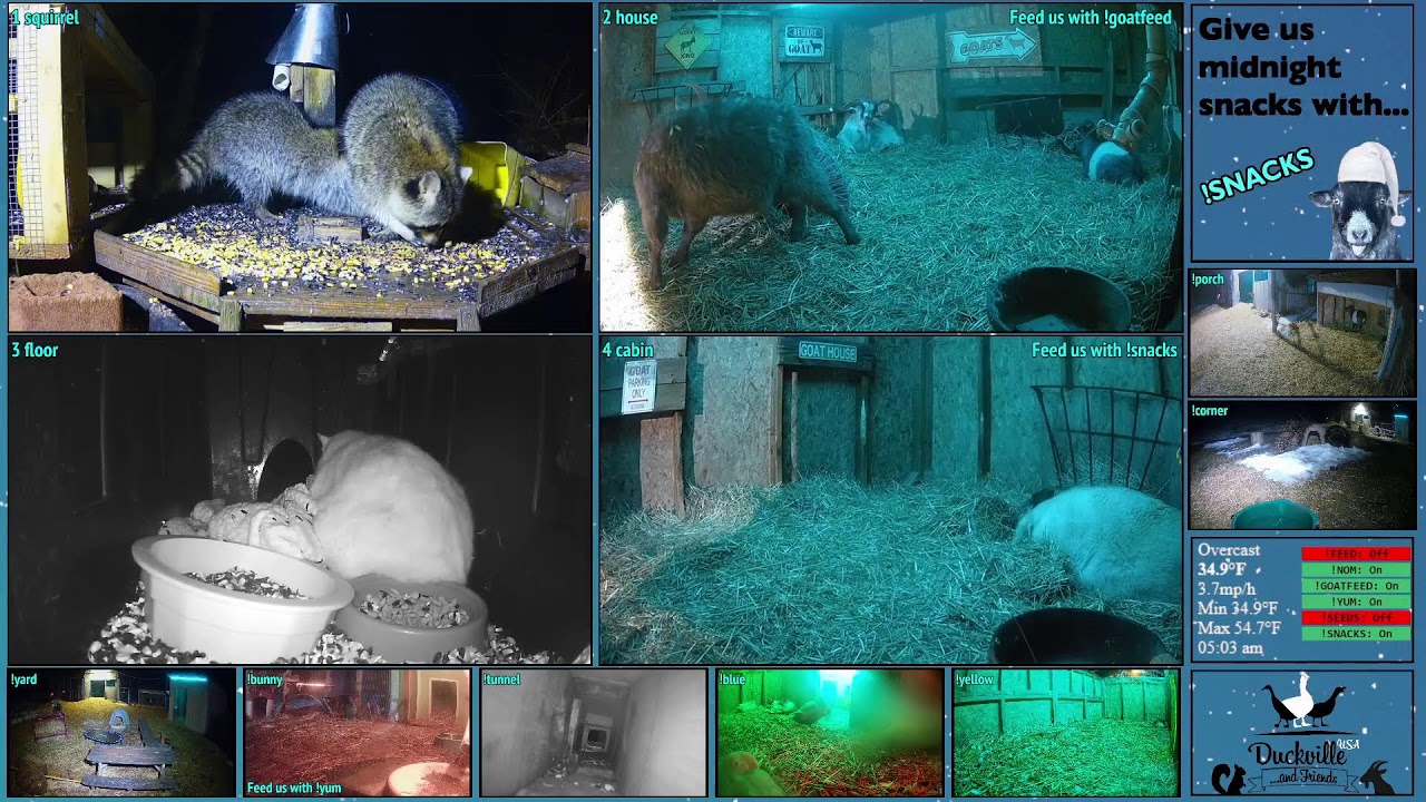 FREE DAILY FEED - Relax with ducks, goats, pups, squirrels, bunnies and other animals!