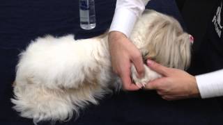 Pet-Cool 『BodyCare』 How to use