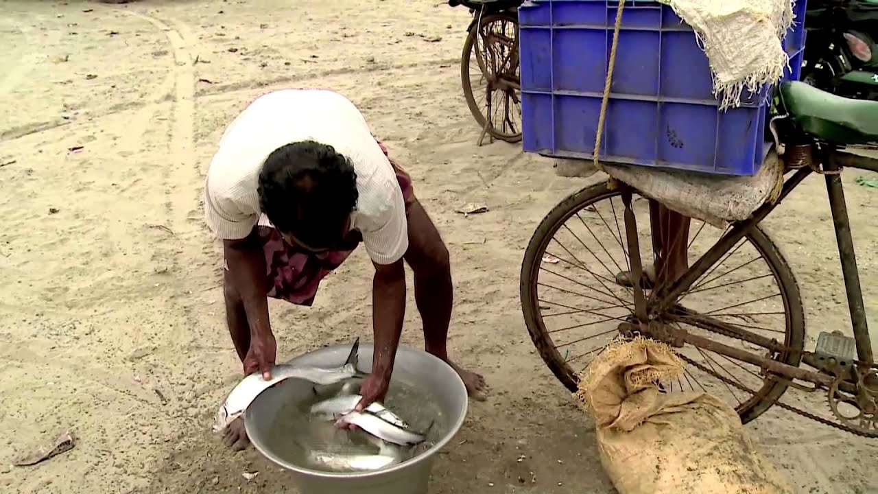 India: Fishing For Freedom (Spanish)