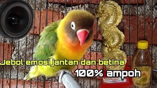 PANCINGAN JEBOL EMOSI BIRAHI LOVEBIRD JANTAN pancingan jebol emosi birahi love birs betina