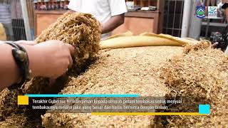 Gubernur NTB Pantau Penjualan Tembakau Rakyat di Gudang Tembakau PT  Sadhana